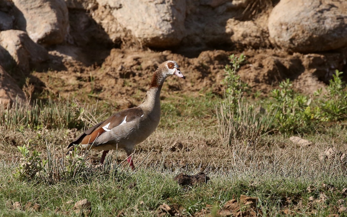 Egyptian Goose - Steve James