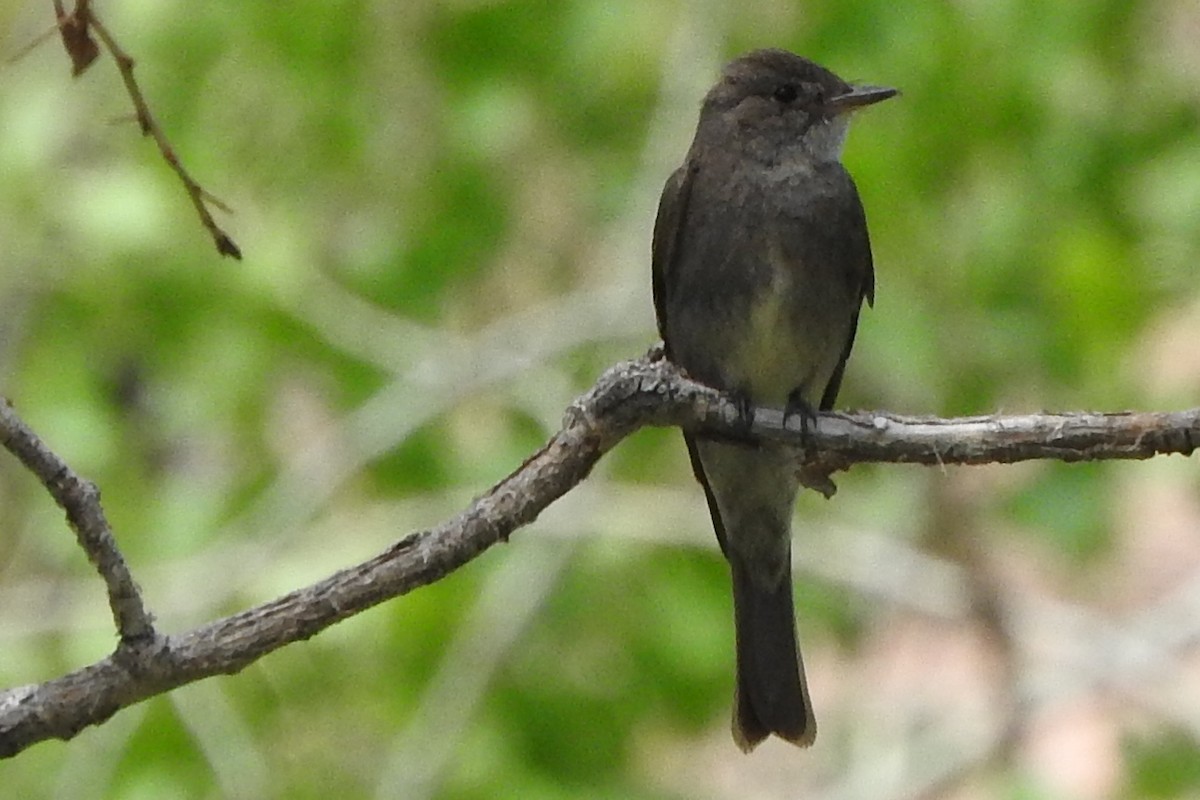 Western Wood-Pewee - ML249726751