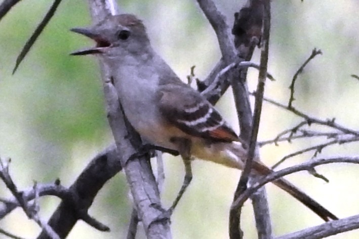 Ash-throated Flycatcher - ML249726821