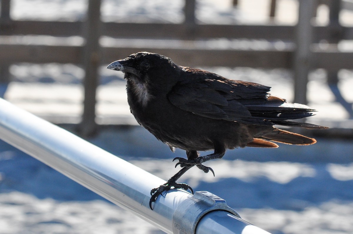 Fish Crow - ML249727371