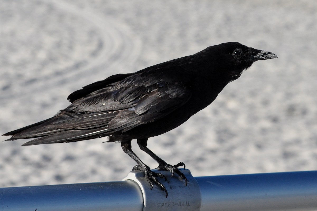 Fish Crow - ML249727381