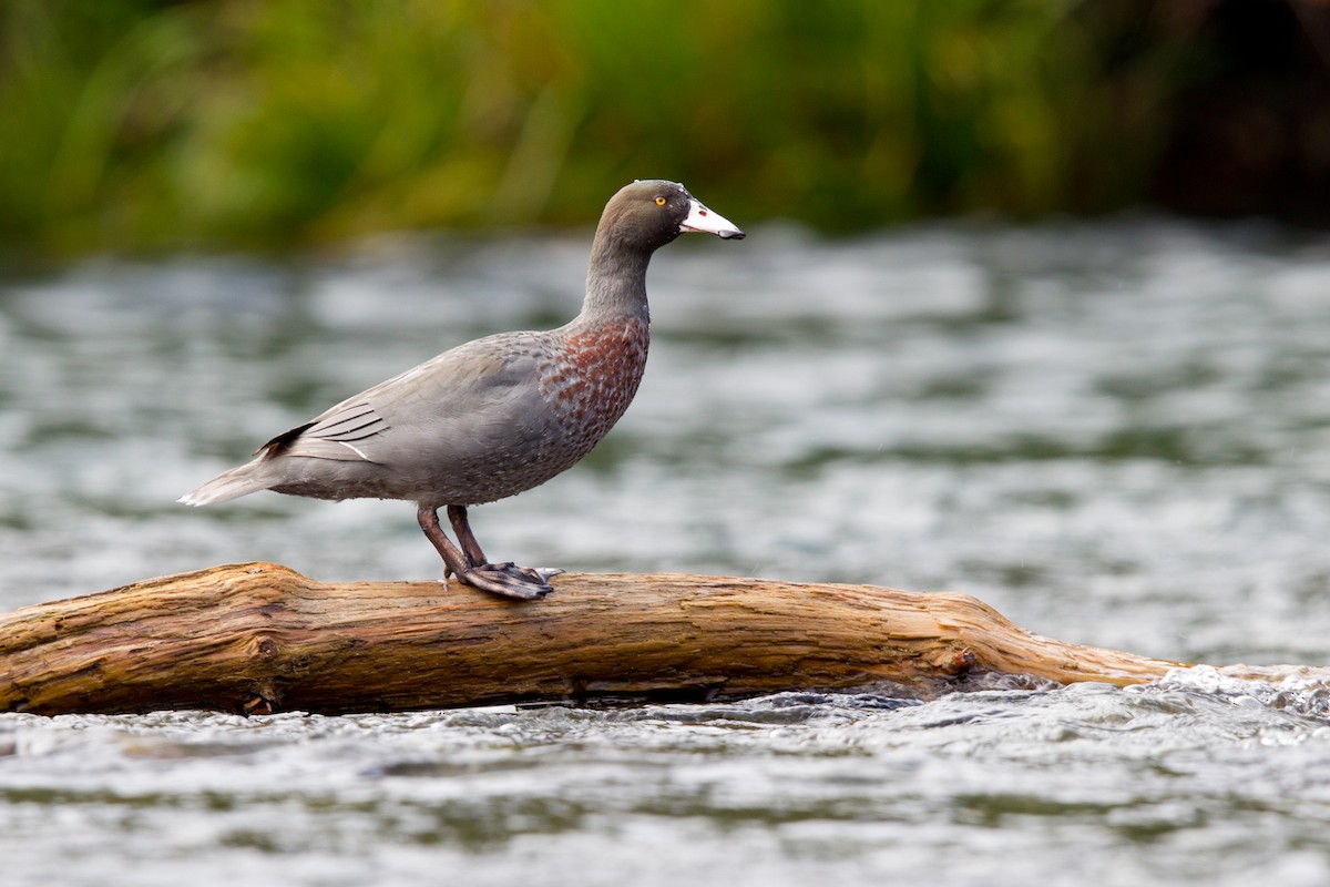 Canard bleu - ML24972761