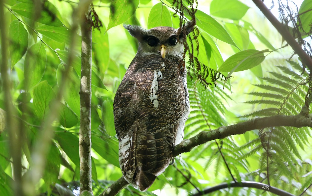 Barred Eagle-Owl - ML249728451
