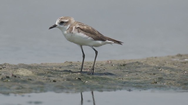 Tibetan Sand-Plover - ML249728681