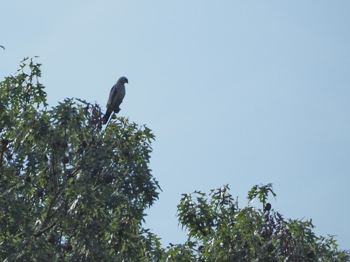 Mississippi Kite - ML249730511