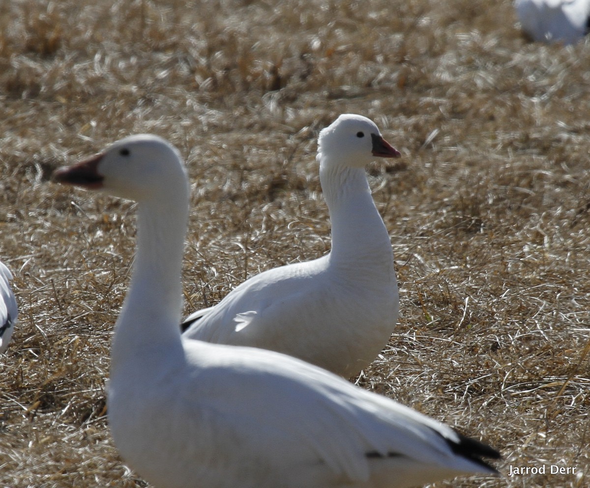 Ross's Goose - ML249730951