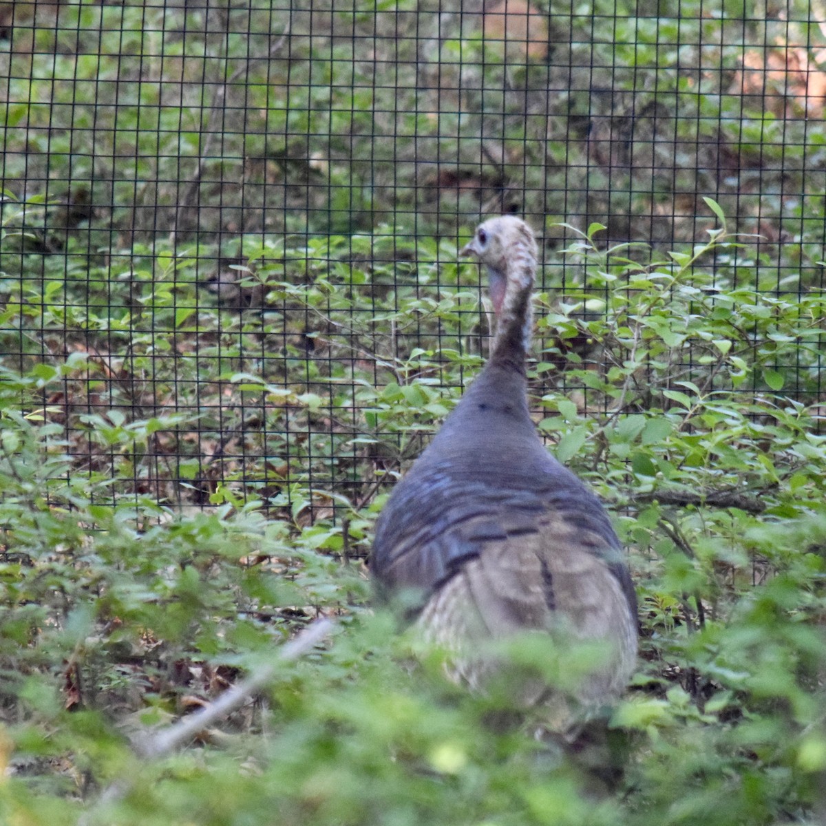 Wild Turkey - ML249734051