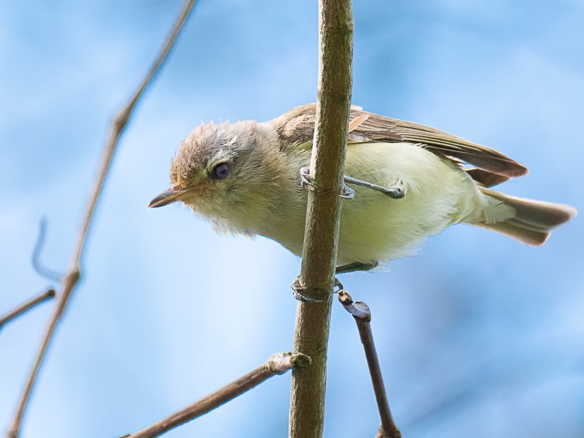 Warbling Vireo - Niall Doherty