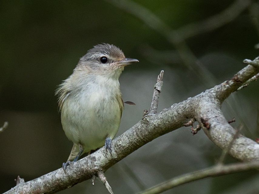 Warbling Vireo - Niall Doherty