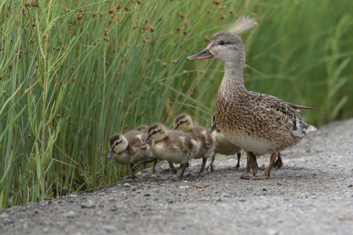 Gadwall - Bridget Spencer