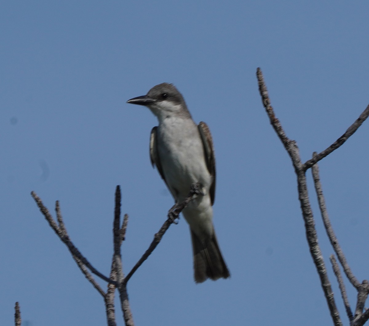 Gray Kingbird - Douglas "BB" Watson