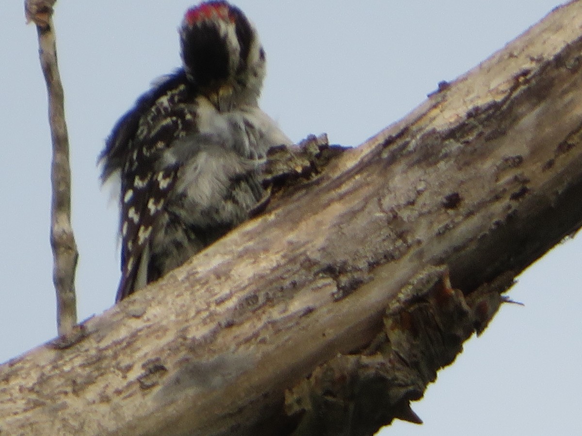 Downy Woodpecker - Katarzyna Kabacinska