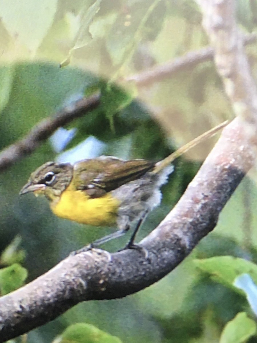 Yellow-breasted Chat - ML249740181