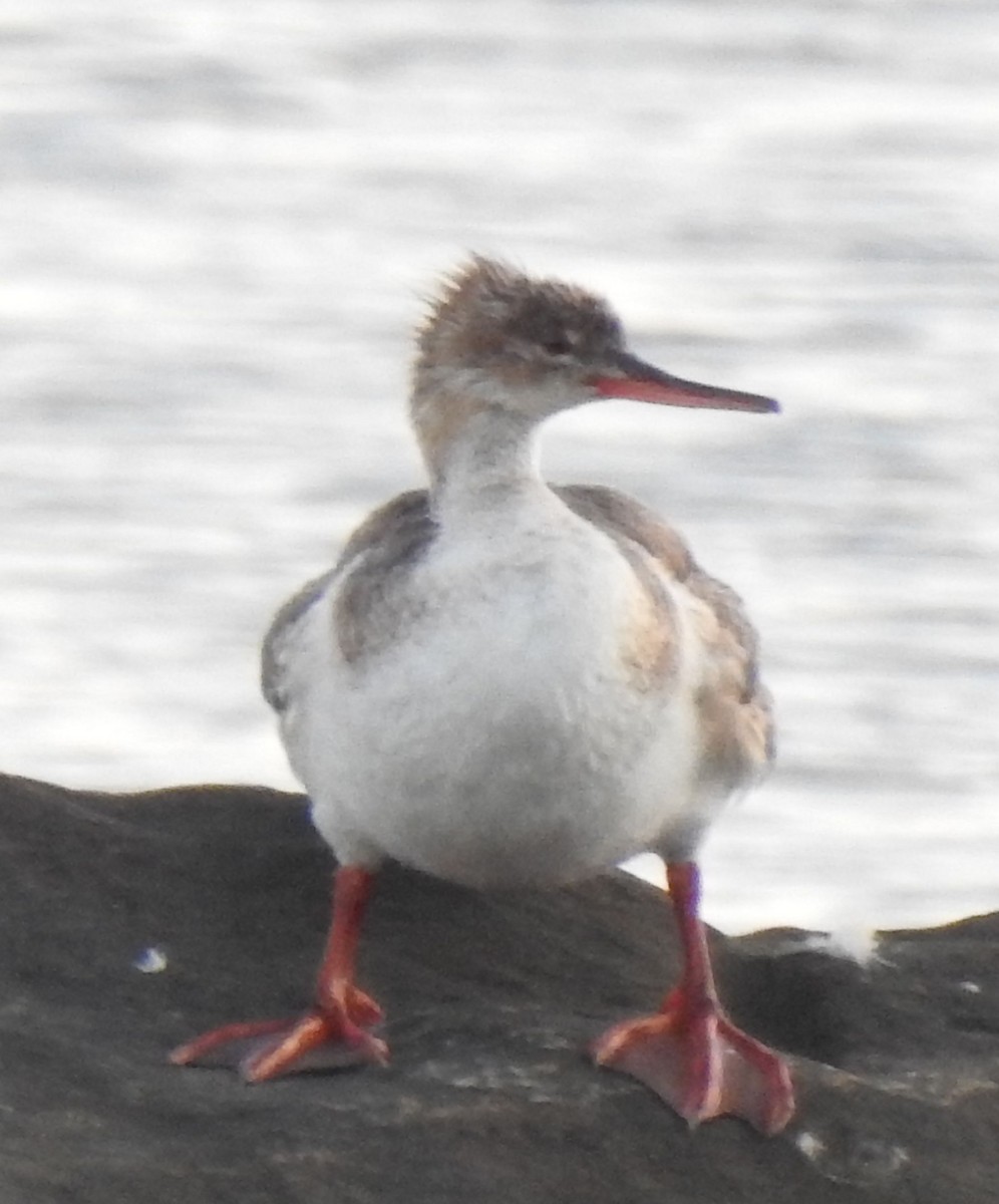 Red-breasted Merganser - ML249740301