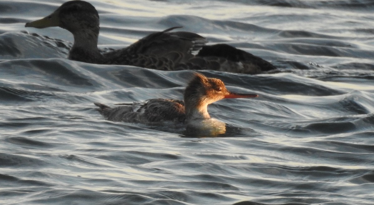 Red-breasted Merganser - ML249740311