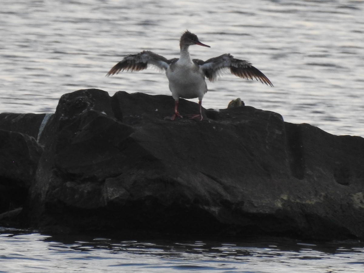 Red-breasted Merganser - ML249740341