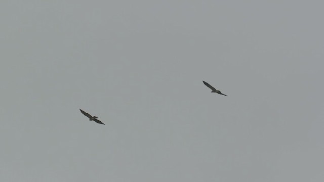 African Harrier-Hawk - ML249740551