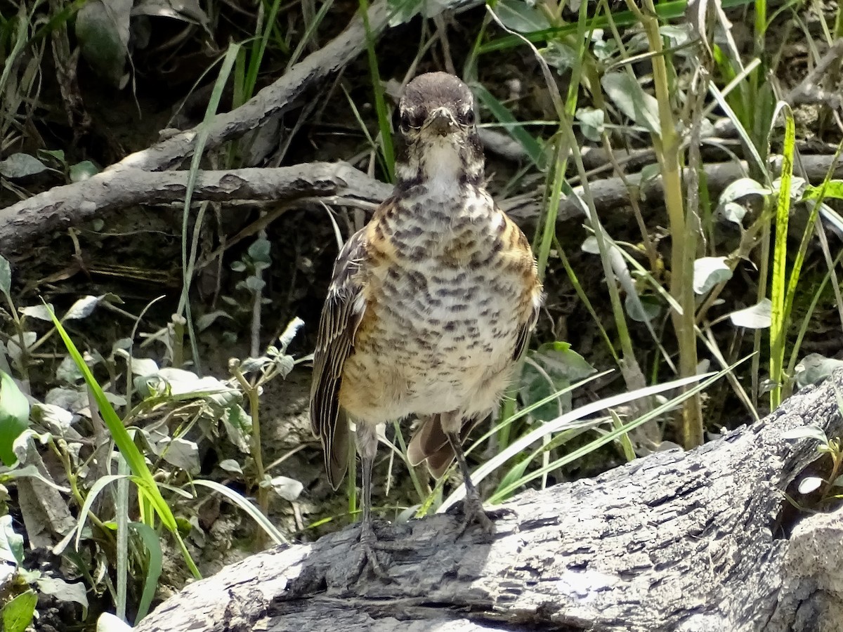 American Robin - ML249740651