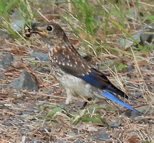 Eastern Bluebird - ML249742731
