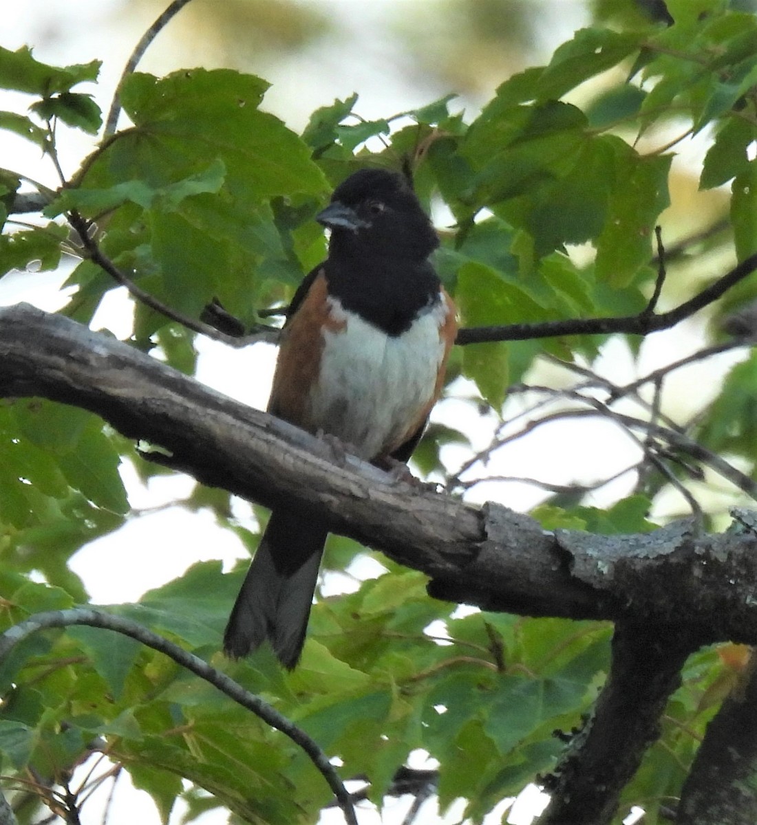 Eastern Towhee - ML249742951