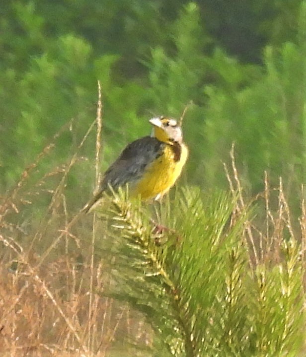 Eastern Meadowlark - ML249743261