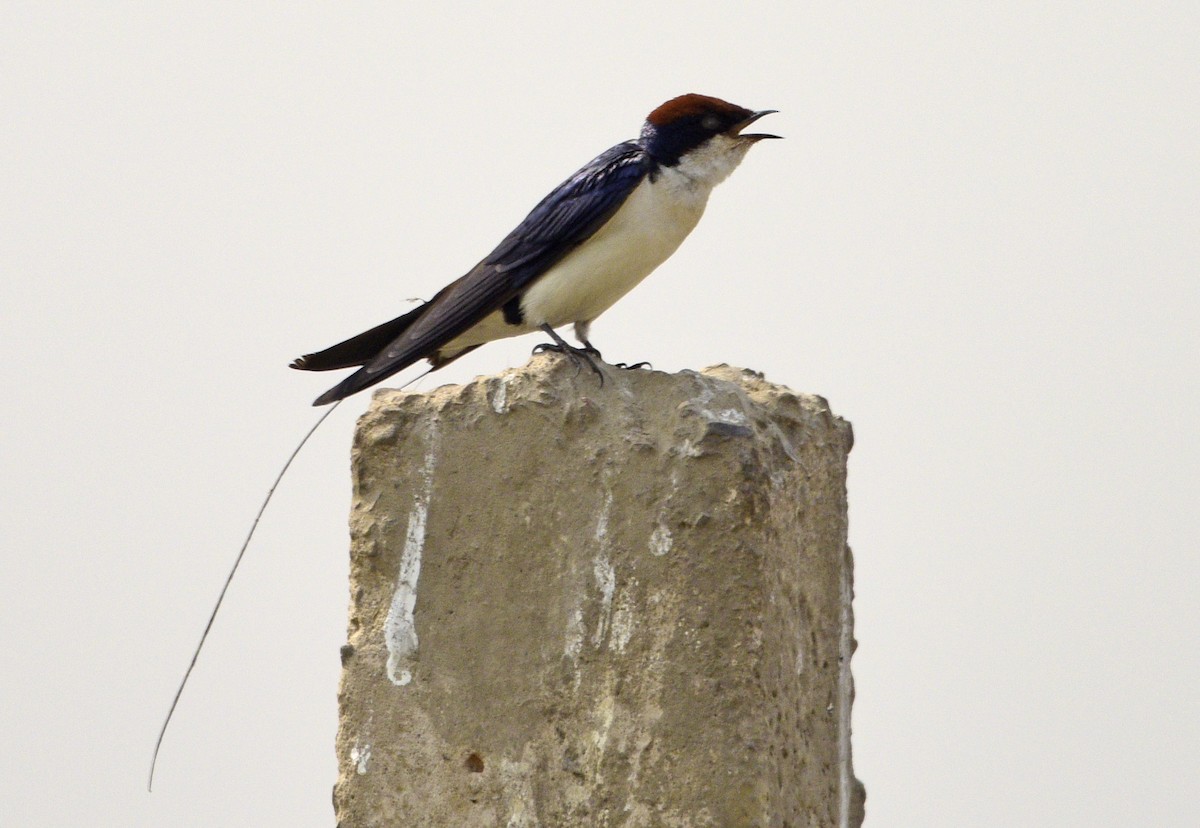 Wire-tailed Swallow - ML249748081