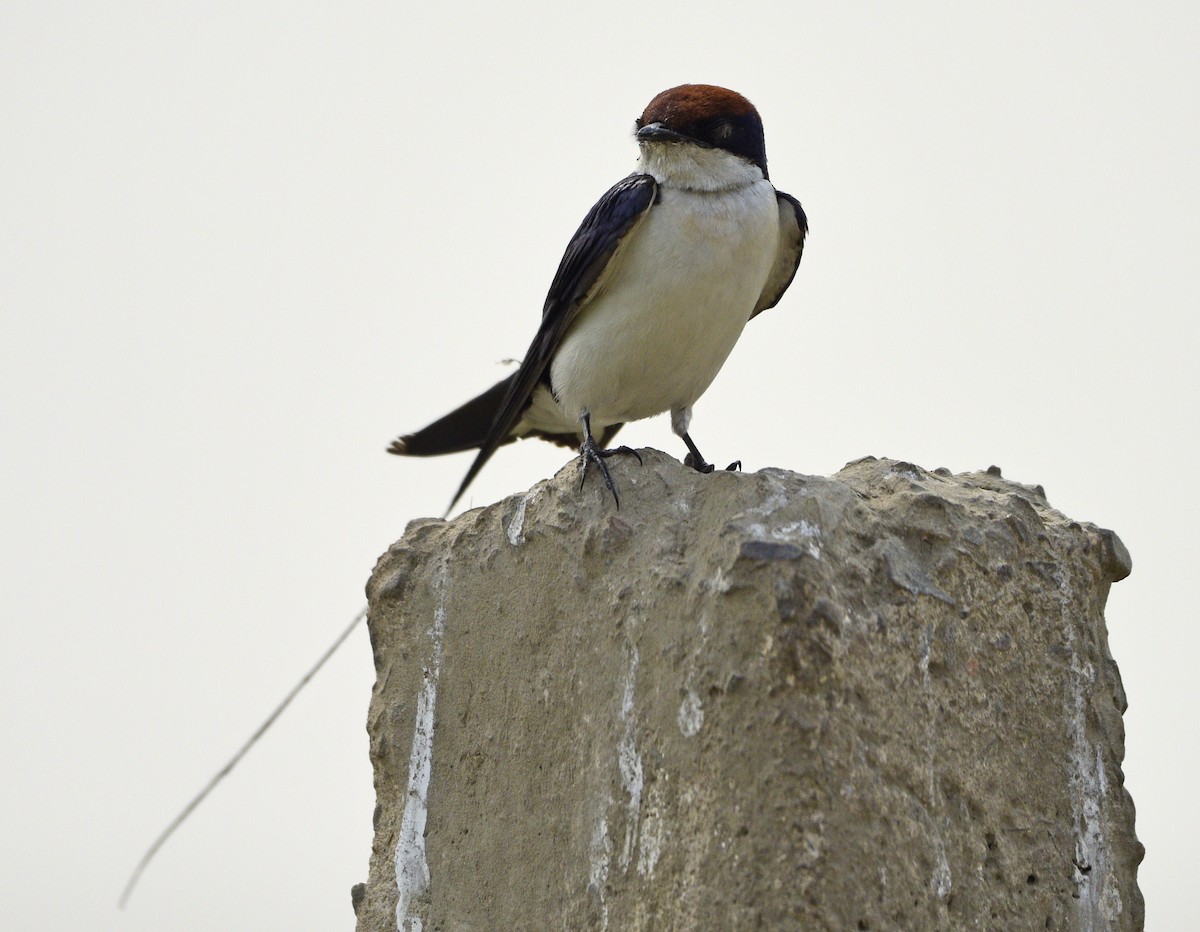 Golondrina Colilarga - ML249748151