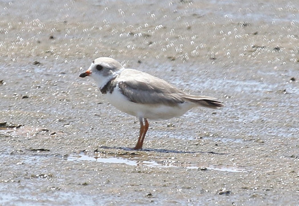 Piping Plover - Joe Grzybowski