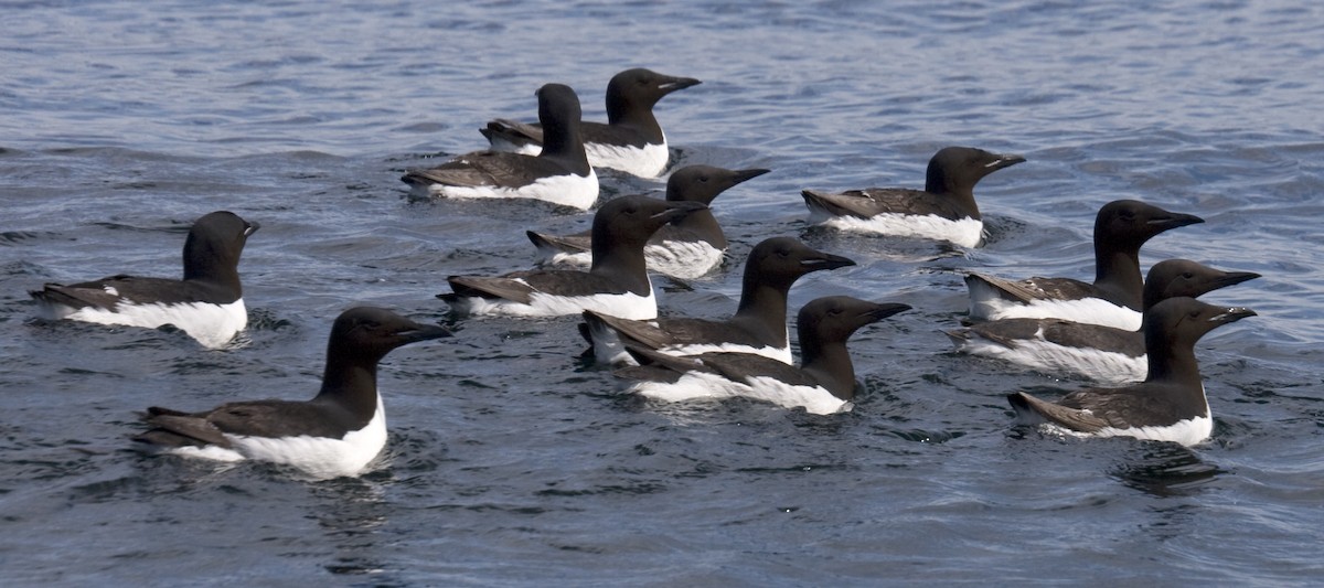 Thick-billed Murre - Alan Burger