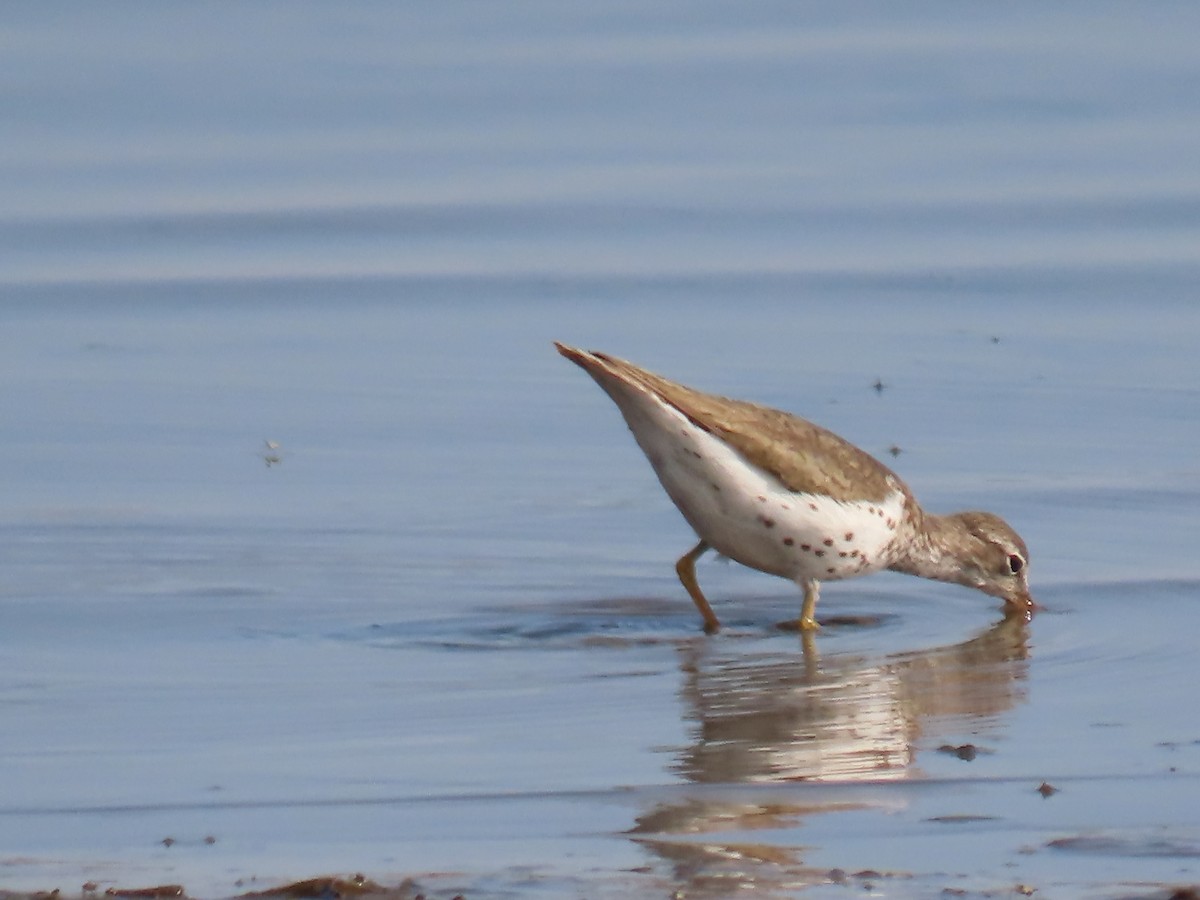 Spotted Sandpiper - ML249753581