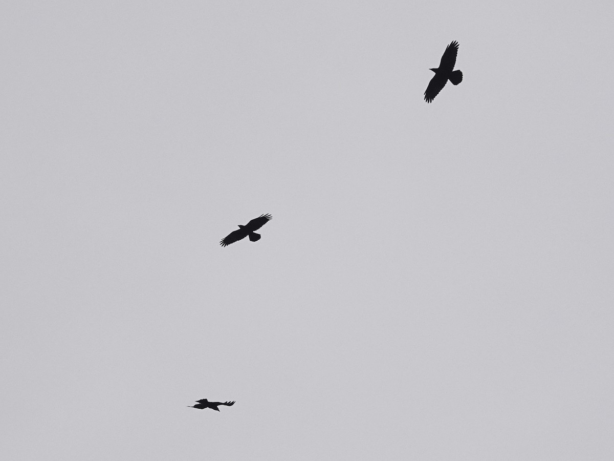 Common Raven - ML249753681