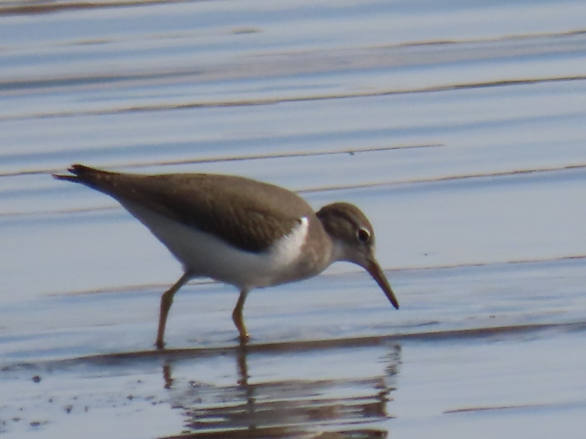 Spotted Sandpiper - ML249753711