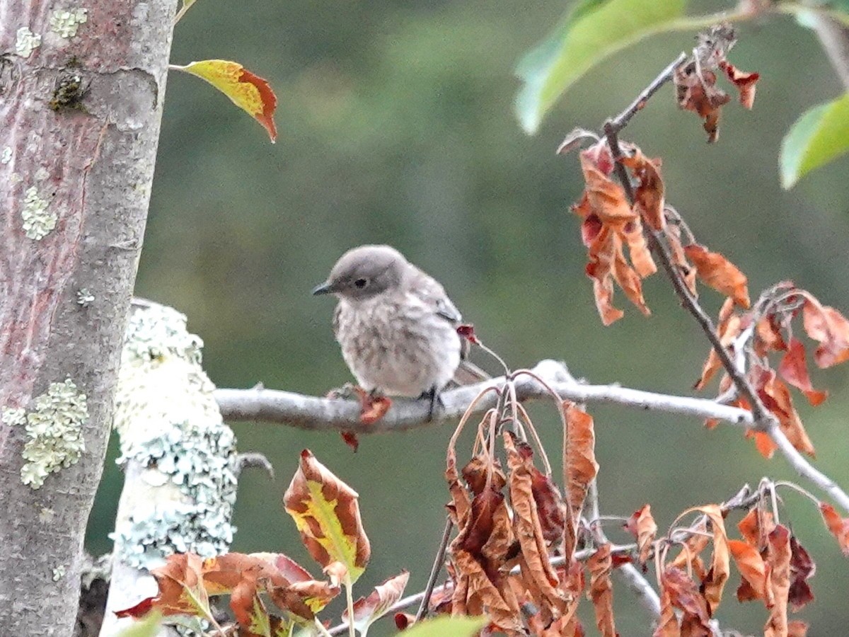 Western Bluebird - ML249753821