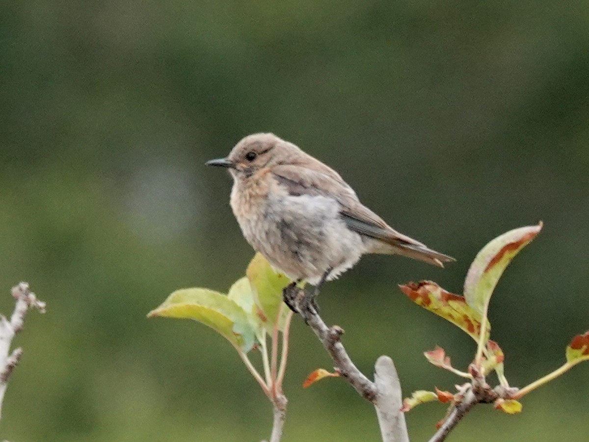 Western Bluebird - ML249753831