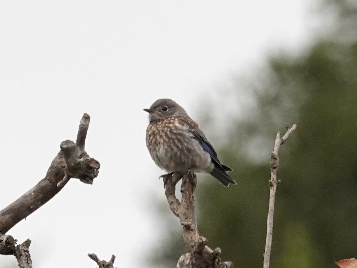 Western Bluebird - ML249753851