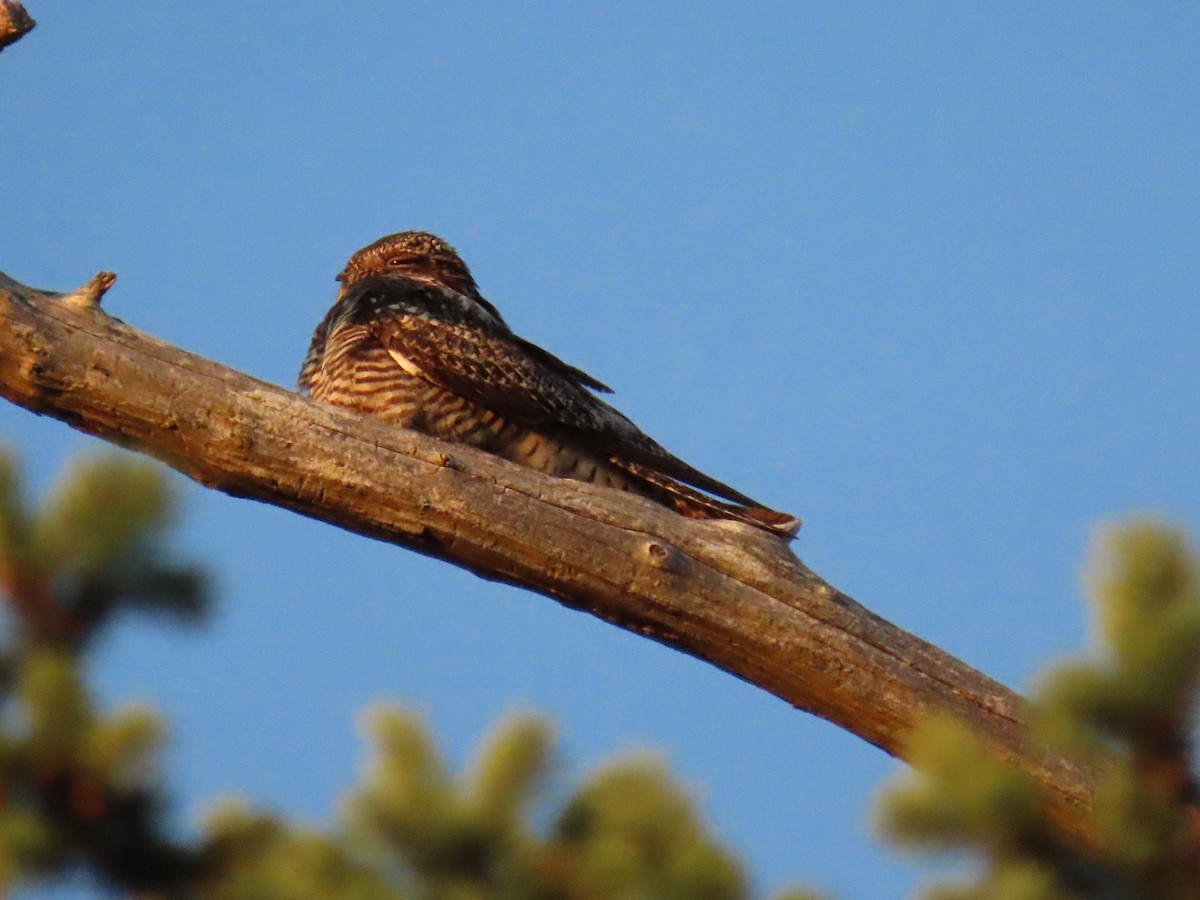 Common Nighthawk - ML249757201