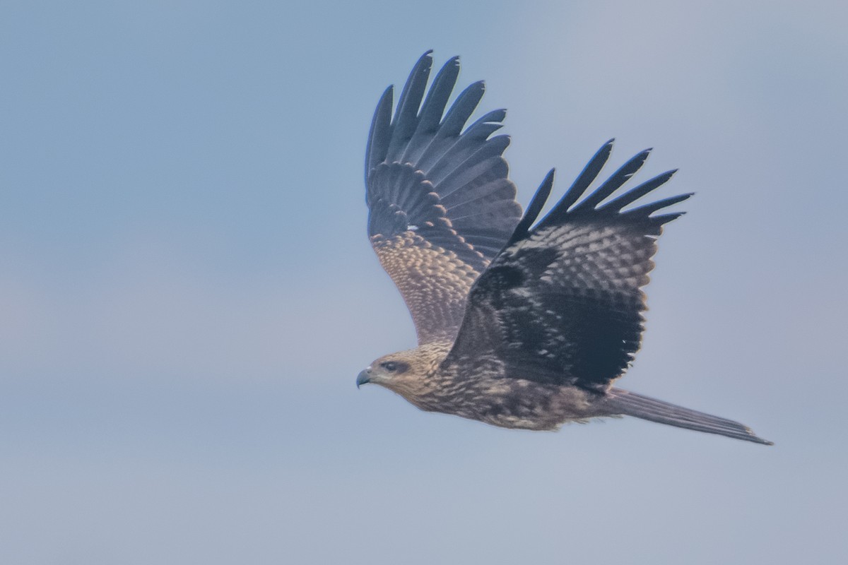 Black Kite (Black-eared) - ML24975791