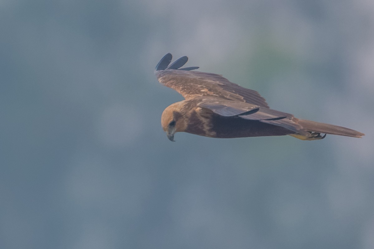 Western Marsh Harrier - ML24975831