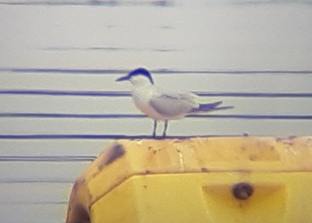 Gull-billed Tern - ML249758901