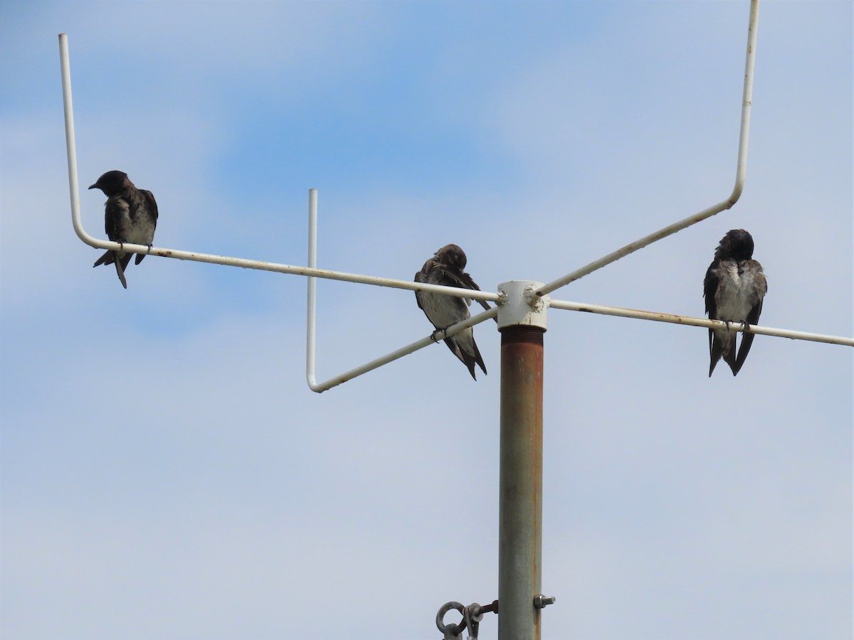 Purple Martin - ML249759261