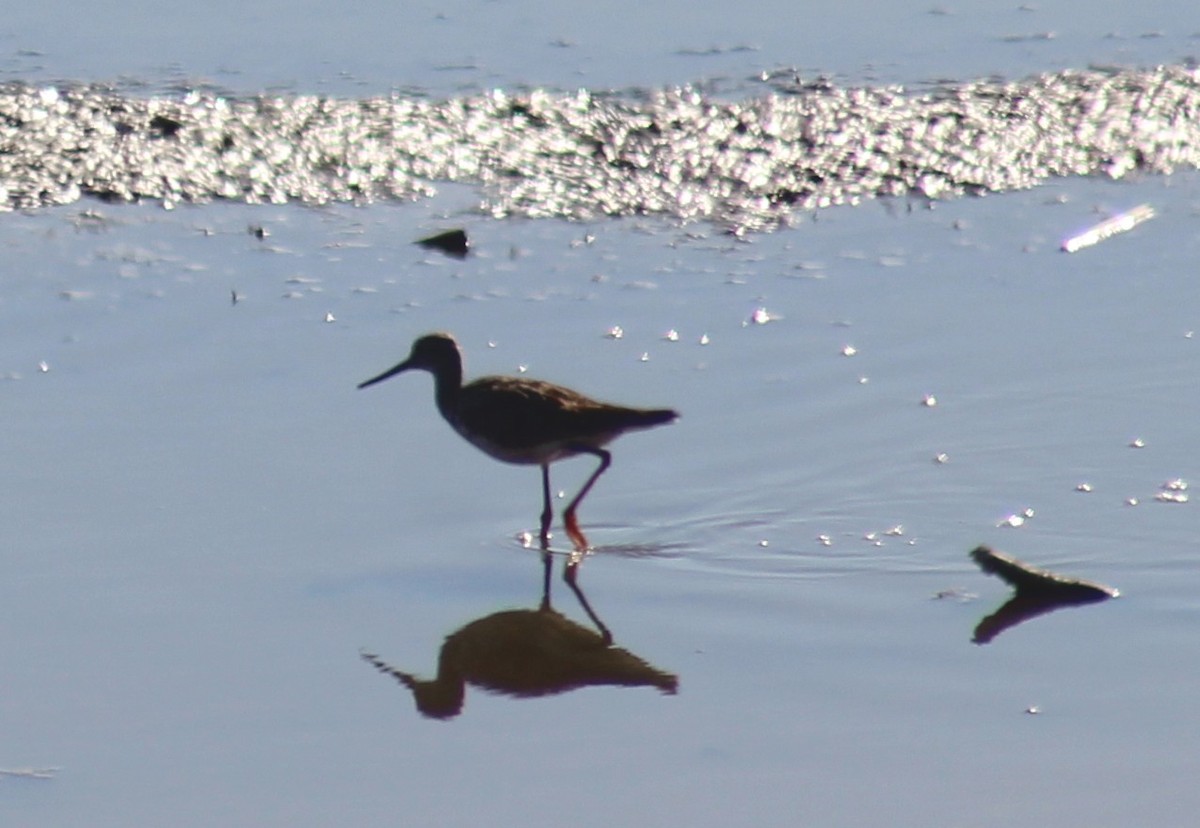 gulbeinsnipe - ML249760701