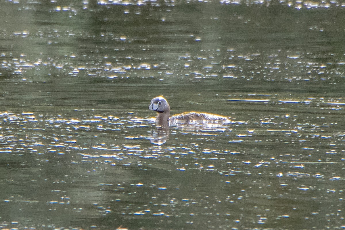 Pied-billed Grebe - ML249764591