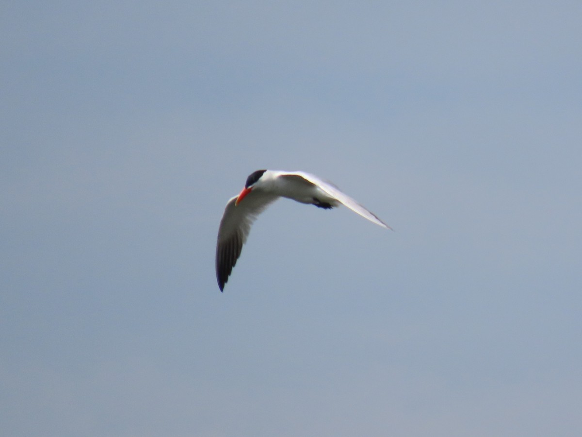 Caspian Tern - ML249764651