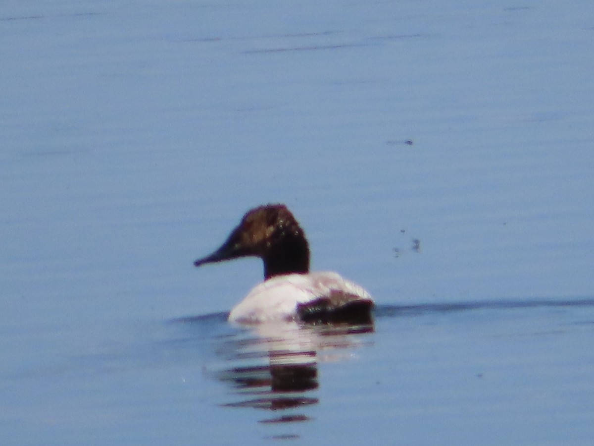 Canvasback - ML249765091