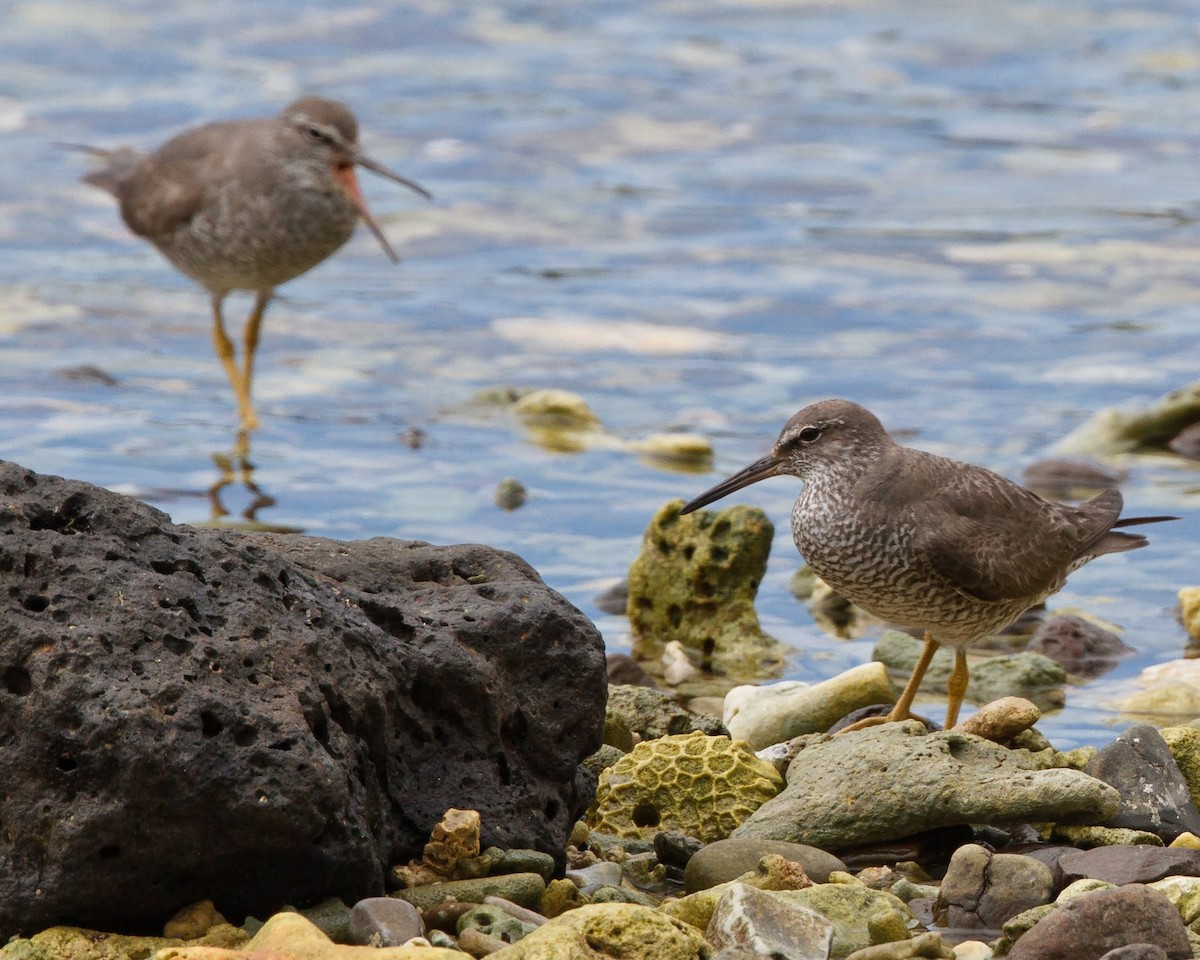 Wandering Tattler - Jeff Stacey