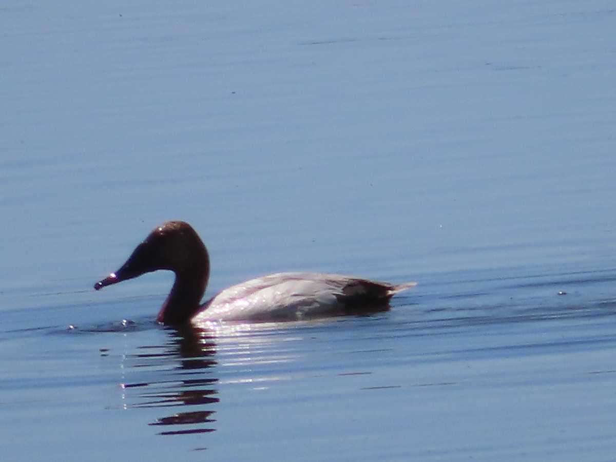 Canvasback - ML249765151