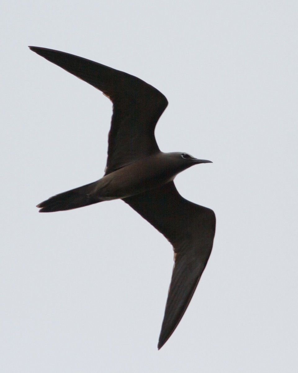 Brown Noddy - ML24976581