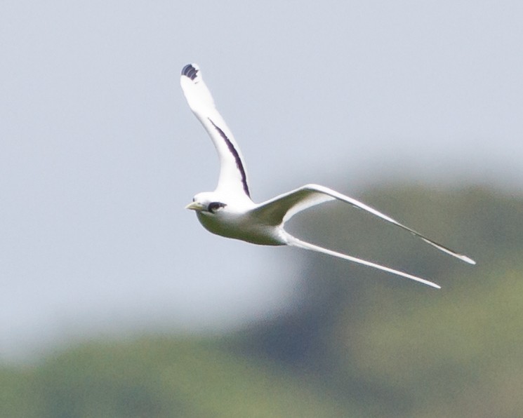 White-tailed Tropicbird - ML24976601