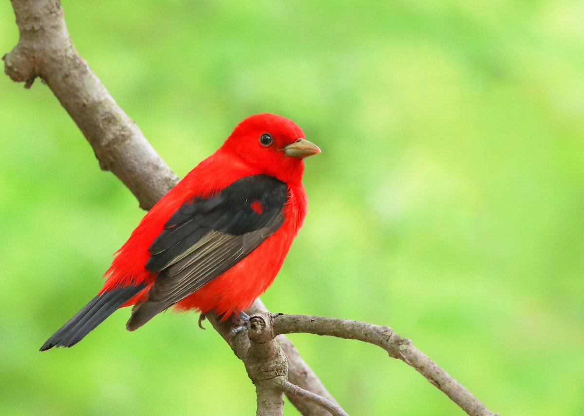 Scarlet Tanager - Zebedee Muller