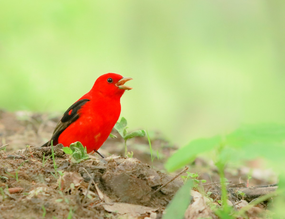 Scarlet Tanager - Zebedee Muller